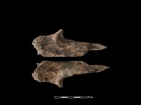 梅花鹿骨藏品圖，第1張