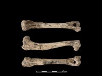 狗骨藏品圖，第1張