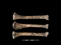 狗骨藏品圖，第1張