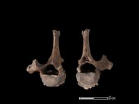 狗獾骨藏品圖，第1張