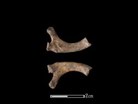 狗獾骨藏品圖，第1張