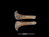 狗獾骨藏品圖，第1張