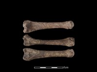 海獅或海豹骨藏品圖，第1張