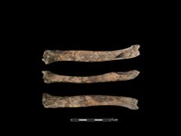 獐骨藏品圖，第1張