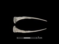 雉科骨藏品圖，第1張