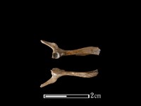 小黃腹鼠骨藏品圖，第1張