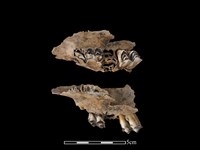 水鹿骨藏品圖，第1張