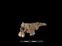 水鹿骨藏品圖，第2張