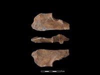 水鹿骨藏品圖，第1張