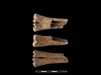 水鹿骨藏品圖，第1張