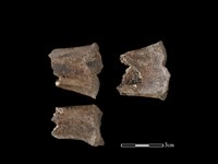 水鹿骨藏品圖，第1張