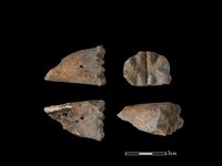 水鹿骨藏品圖，第1張