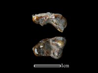 狗骨藏品圖，第1張