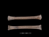 帶加工痕獸骨藏品圖，第1張