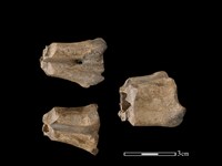 帶加工痕獸骨藏品圖，第1張