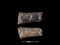 帶加工痕獸骨藏品圖，第1張