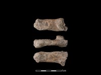 帶加工痕獸骨藏品圖，第1張