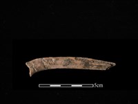 帶加工痕獸骨藏品圖，第1張