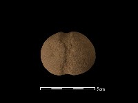 網墜藏品圖，第2張