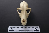 狗骨藏品圖，第1張