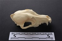 狗骨藏品圖，第2張