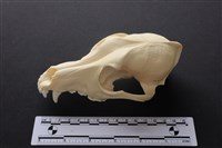 狗骨藏品圖，第3張