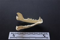 狗骨藏品圖，第2張