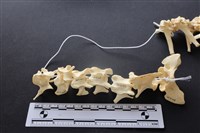 狗骨藏品圖，第2張