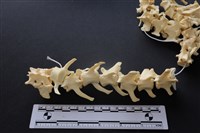 狗骨藏品圖，第2張