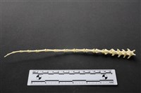 狗骨藏品圖，第2張