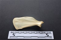 狗骨藏品圖，第2張