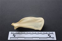 狗骨藏品圖，第2張