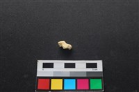 狗骨藏品圖，第2張