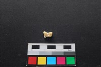 狗骨藏品圖，第2張