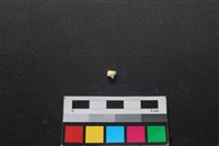 狗骨藏品圖，第2張