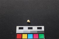 狗骨藏品圖，第1張