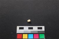 狗骨藏品圖，第2張