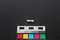 狗骨藏品圖，第2張
