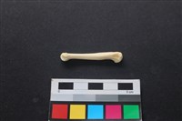 狗骨藏品圖，第2張
