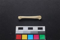 狗骨藏品圖，第2張