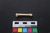 狗骨藏品圖，第2張