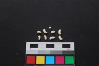 狗骨藏品圖，第2張
