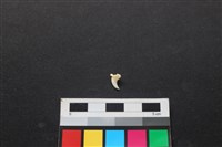 狗骨藏品圖，第2張