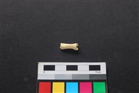 狗骨藏品圖，第2張