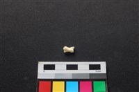 狗骨藏品圖，第2張