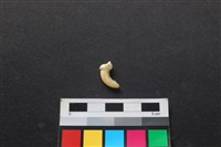 狗骨藏品圖，第2張