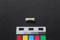 狗骨藏品圖，第2張