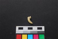 狗骨藏品圖，第2張