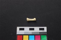 狗骨藏品圖，第1張
