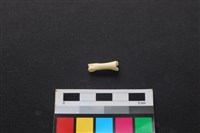 狗骨藏品圖，第2張